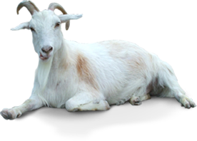 goat.png